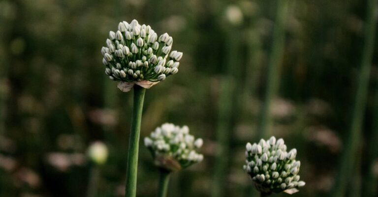 découvrez les fleurs de ciboulette, des petites merveilles comestibles qui ajoutent une touche esthétique et aromatique à vos plats. apprenez à les cultiver et à les utiliser pour sublimer vos recettes avec une saveur délicate et légère.