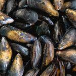découvrez l'univers savoureux des moules ! apprenez des recettes délicieuses, des conseils de préparation et des informations nutritionnelles sur ce fruit de mer apprécié. idéal pour les amateurs de fruits de mer et ceux qui cherchent à diversifier leur alimentation.