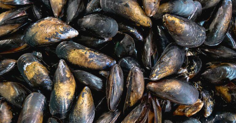 découvrez l'univers savoureux des moules ! apprenez des recettes délicieuses, des conseils de préparation et des informations nutritionnelles sur ce fruit de mer apprécié. idéal pour les amateurs de fruits de mer et ceux qui cherchent à diversifier leur alimentation.
