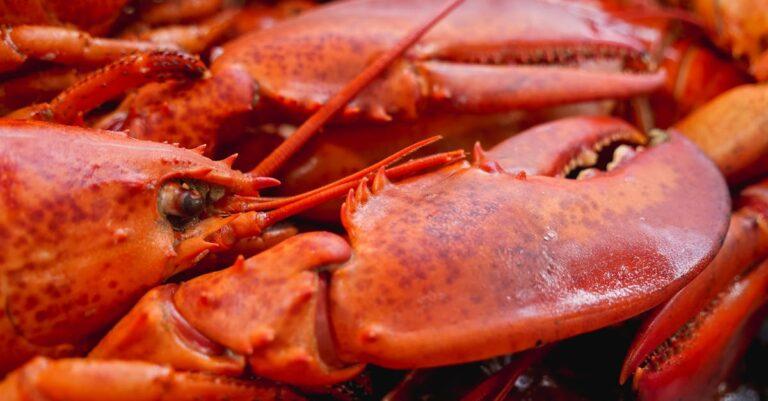 découvrez le monde fascinant du homard : ses caractéristiques, son habitat, ses bienfaits pour la santé et des recettes délicieuses pour savourer ce mets d'exception. plongez dans l'univers de ce crustacé prisé et apprenez à le cuisiner comme un chef.