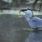 découvrez une recette savoureuse de fish papillote, alliant fraîcheur et simplicité. apprenez à préparer un plat sain et délicieux, où le poisson cuit à la vapeur avec des légumes aromatiques pour une explosion de saveurs.