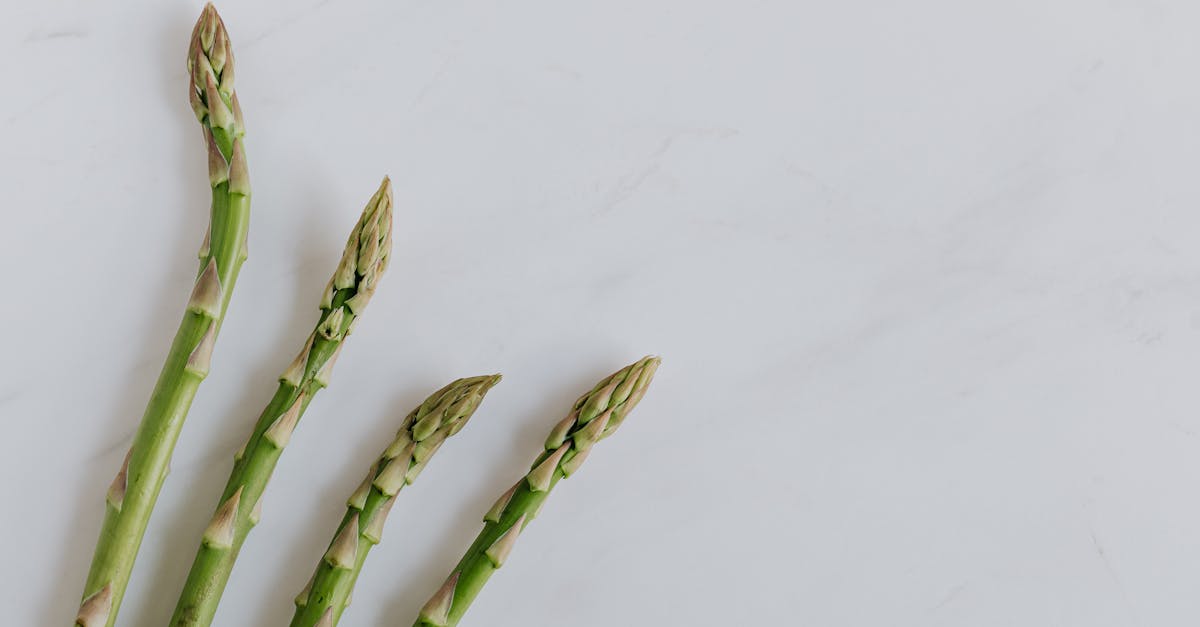 découvrez tout sur l'asperge, ce légume printanier savoureux et nutritif. explorez ses bienfaits pour la santé, ses différentes variétés et des idées de recettes créatives pour l'intégrer facilement dans votre alimentation.