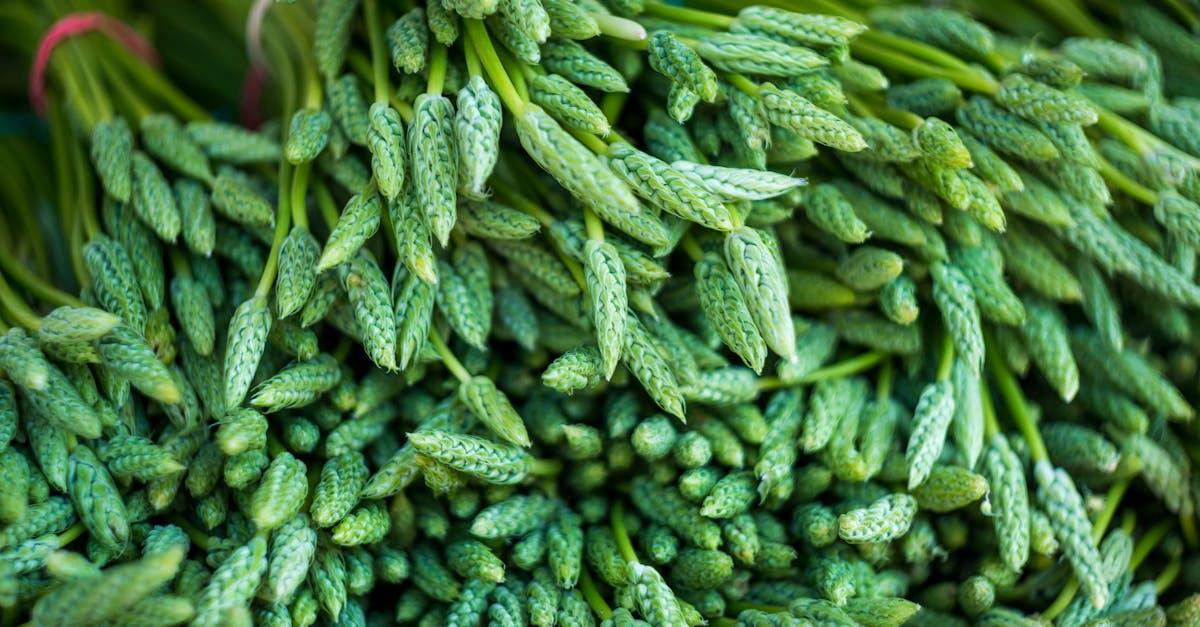 découvrez une délicieuse salade d'asperges, pleine de fraîcheur et de saveurs. parfaite en entrée ou en accompagnement, cette recette met en valeur les asperges croquantes, agrémentées d'ingrédients savoureux pour un plat équilibré et coloré.
