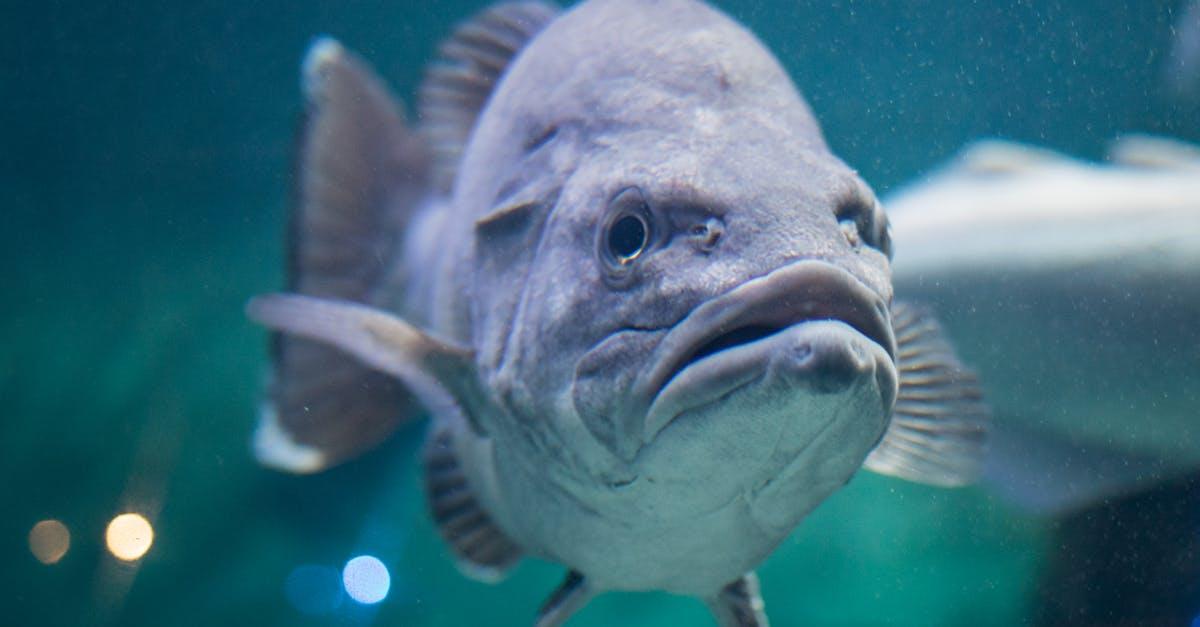 découvrez notre recette de bar cuit au four, un plat savoureux et raffiné qui réveille vos papilles. préparé avec des ingrédients frais et aromatiques, savourez la délicatesse de ce poisson parfaitement cuit, idéal pour vos dîners en famille ou entre amis.