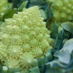 découvrez les bienfaits du brocoli, ce légume vert nourrissant et polyvalent, riche en vitamines et en antioxydants. apprenez à l'intégrer dans vos recettes pour une alimentation saine et équilibrée.