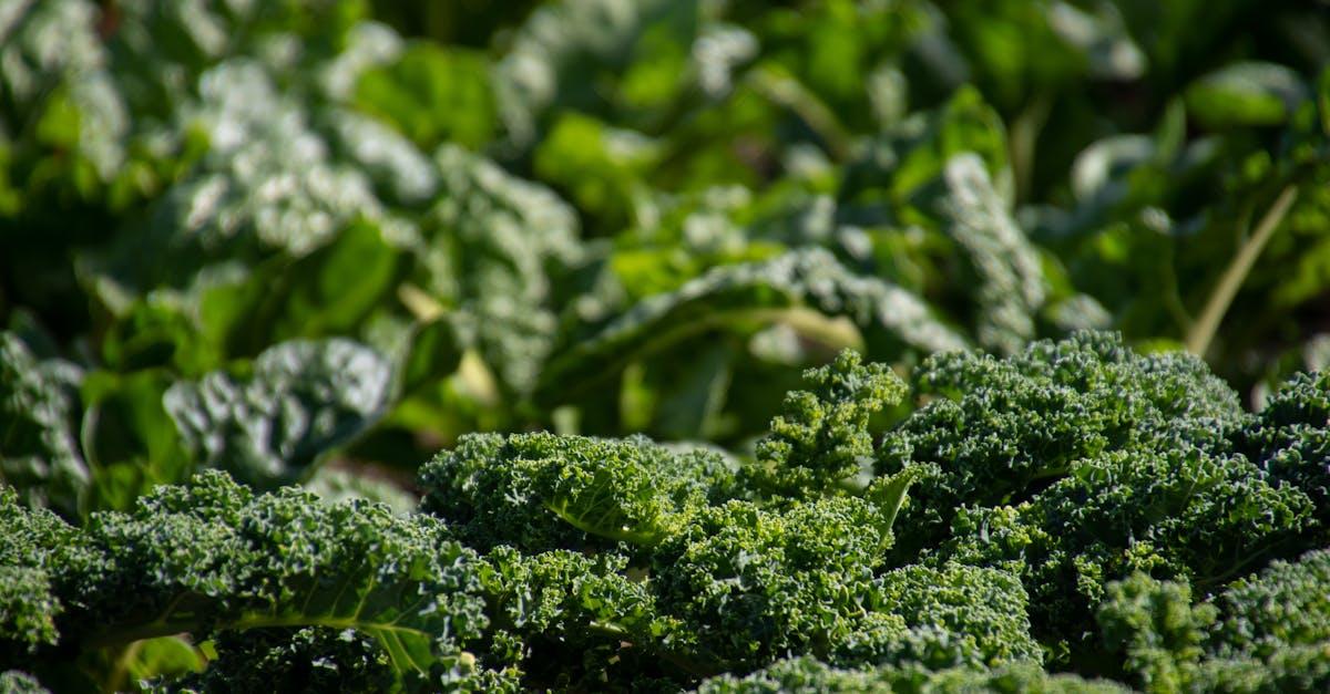 découvrez les bienfaits du brocoli, un super-aliment riche en vitamines et nutriments, idéal pour une alimentation saine. apprenez à le préparer et à l'intégrer facilement dans vos plats quotidiens.