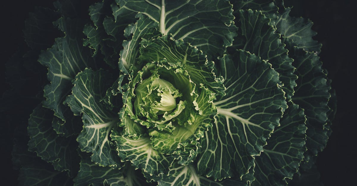 découvrez les bienfaits du chou, un légume polyvalent et nutritif. explorez ses variétés, ses recettes délicieuses et ses valeurs nutritionnelles pour intégrer ce super-aliment dans votre alimentation quotidienne.