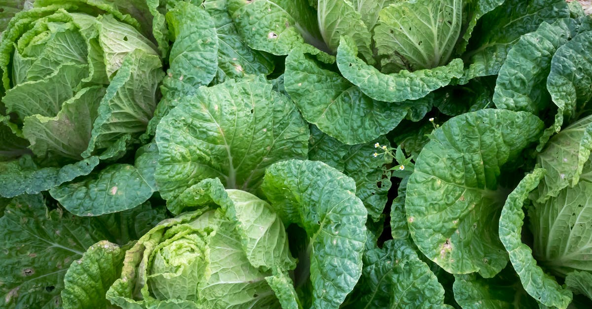 découvrez le chou, un légume riche en saveurs et en bienfaits pour la santé. apprenez des recettes variées et des astuces pour intégrer ce super-aliment dans votre alimentation quotidienne. que ce soit cru, cuit ou mariné, le chou saura séduire vos papilles !