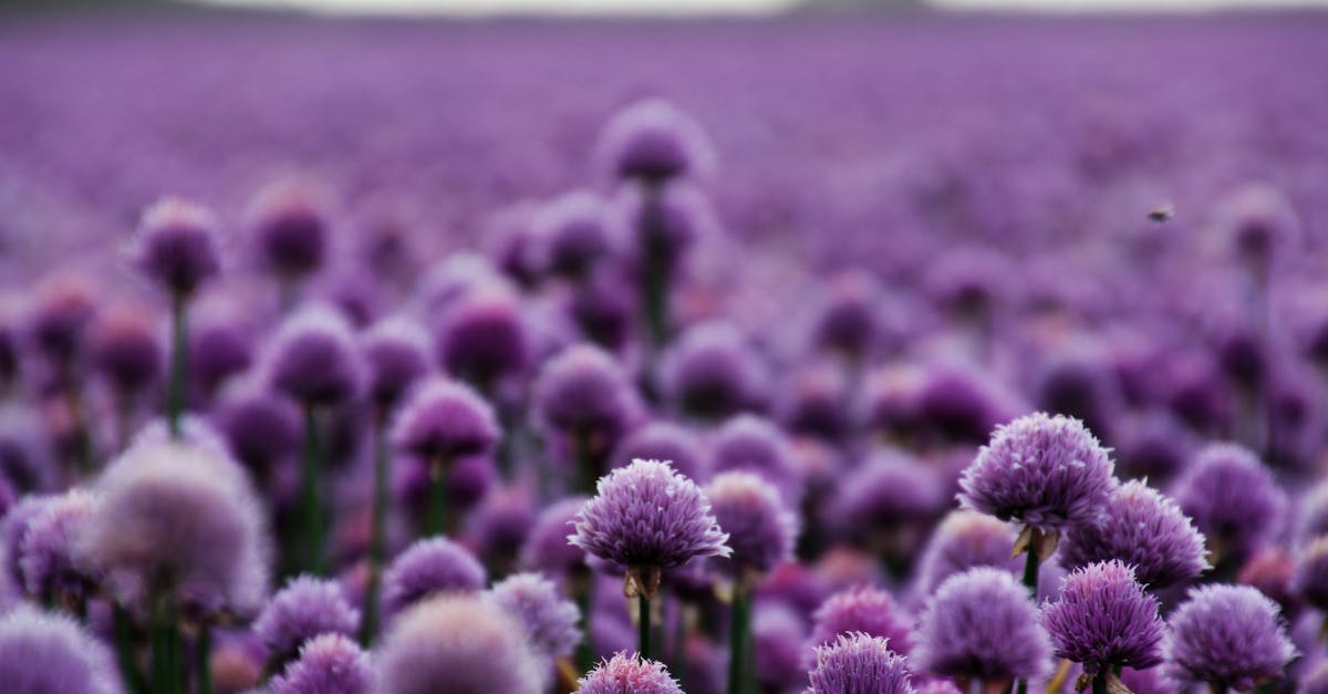 découvrez les fleurs de ciboulette, des petites merveilles comestibles qui ajoutent une touche de couleur et de saveur à vos plats. apprenez comment les cultiver et les utiliser en cuisine pour rehausser vos recettes avec élégance.