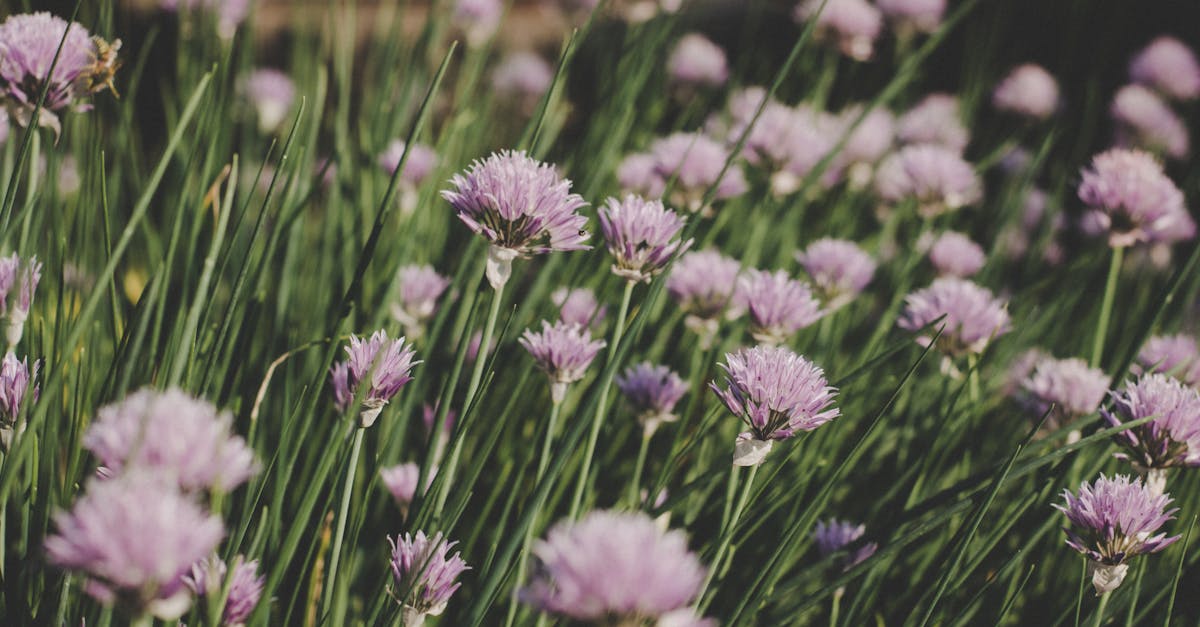 découvrez les fleurs de ciboulette, un ajout délicat et savoureux à votre jardin. apprenez à les cultiver, à les utiliser en cuisine et à profiter de leur beauté lors de vos plats. parfaites pour aromatiser vos recettes et embellir votre espace.