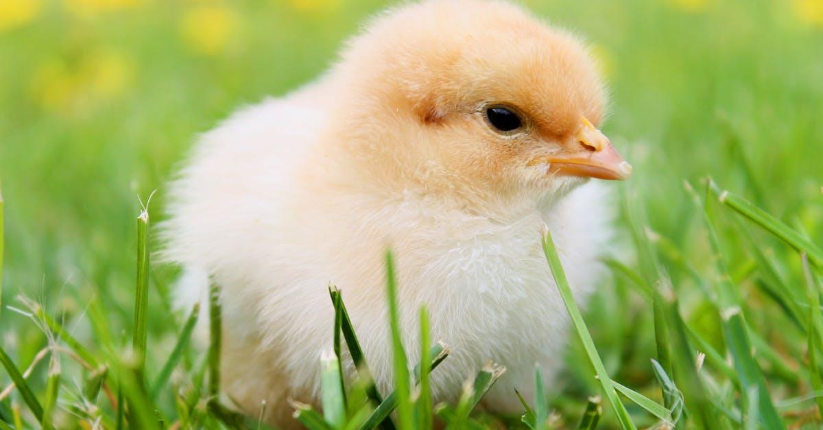 découvrez nos savoureux rouleaux de printemps au poulet croustillant, un délice croustillant et savoureux, parfait pour une entrée ou un snack. idéal pour épater vos invités ou pour une pause gourmande!
