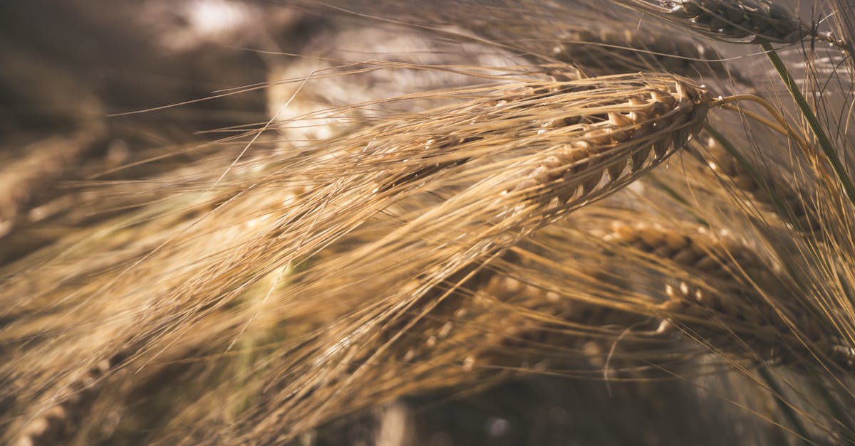 découvrez tout sur la farine : types, utilisations et conseils pour la cuisson. améliorez vos recettes et apprenez à choisir la farine idéale pour chaque préparation.