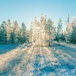 découvrez le phénomène du gel : ses causes, ses effets sur l'environnement et les conséquences sur notre quotidien. apprenez comment le gel influence la nature et nos activités, tout en découvrant des astuces pour l'affronter efficacement.