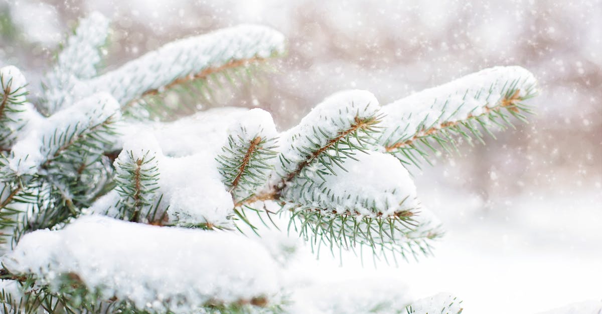 découvrez les effets du gel et les techniques pour profiter des bienfaits du froid. que ce soit pour la conservation, la cuisine ou les astuces de santé, apprenez tout sur le freezing et ses applications pratiques.