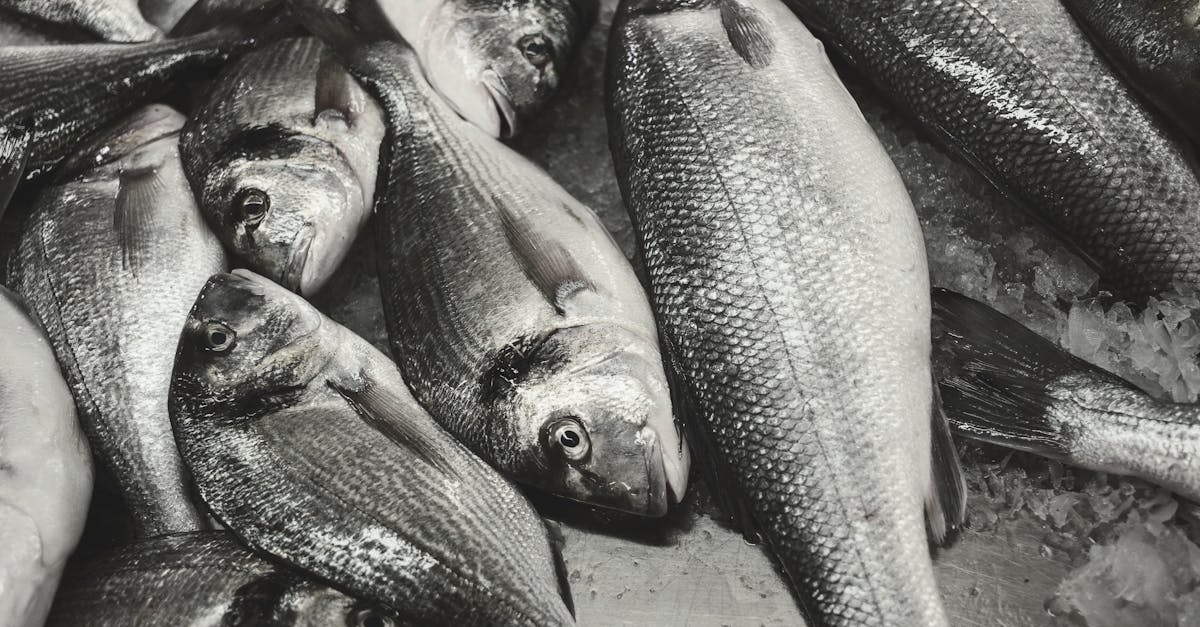 découvrez tout sur le bar (sea bass), un poisson prisé pour sa chair délicate et sa saveur raffinée. apprenez des astuces de préparation, des recettes savoureuses, et les meilleurs endroits pour le déguster.