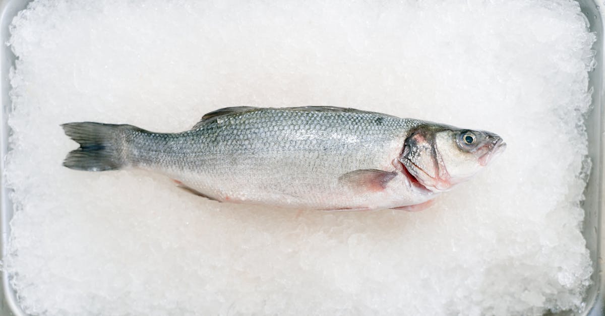 découvrez le bar européen, un poisson polyvalent et savoureux, apprécié tant par les chefs que par les amateurs de cuisine. apprenez à le cuisiner de différentes manières, à savourer ses délicates saveurs et à explorer les meilleures recettes pour un plat de choix.