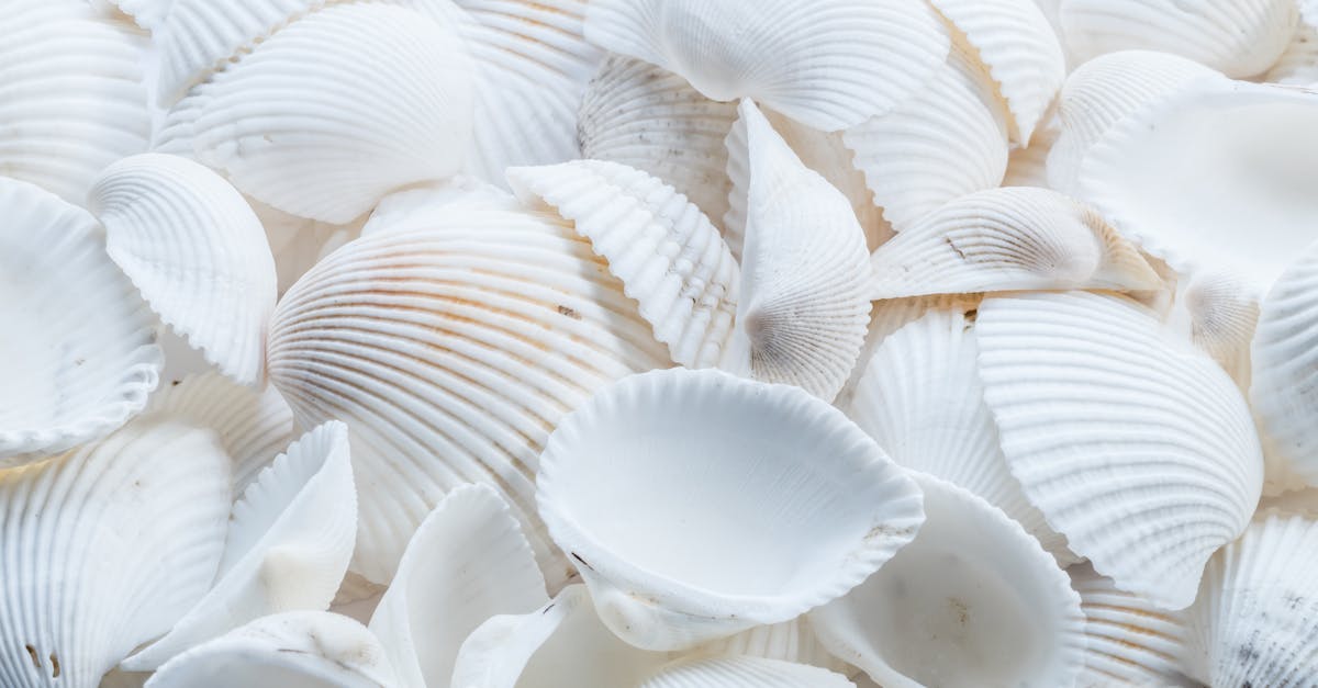 découvrez nos délicieuses coquilles de tarte qui éveilleront vos sens ! parfaites pour des desserts gourmands ou des plats salés, ces tartlet shells légers et croustillants s'adaptent à toutes vos créations culinaires. idéales pour impressionner vos invités lors de vos réceptions. réalisez des éclairs de créativité en cuisine !