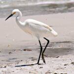 découvrez nos délicieuses coquilles à tartelettes, parfaites pour vos créations sucrées et salées. fabriquées avec des ingrédients de qualité, elles ajoutent une touche gourmande à toutes vos recettes. idéales pour les fêtes ou les occasions spéciales.