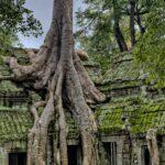 découvrez tout sur le céleri-rave, un légume savoureux et polyvalent aux multiples bienfaits pour la santé. apprenez à le préparer, à l'utiliser dans des recettes délicieuses et à profiter de ses vertus nutritionnelles.