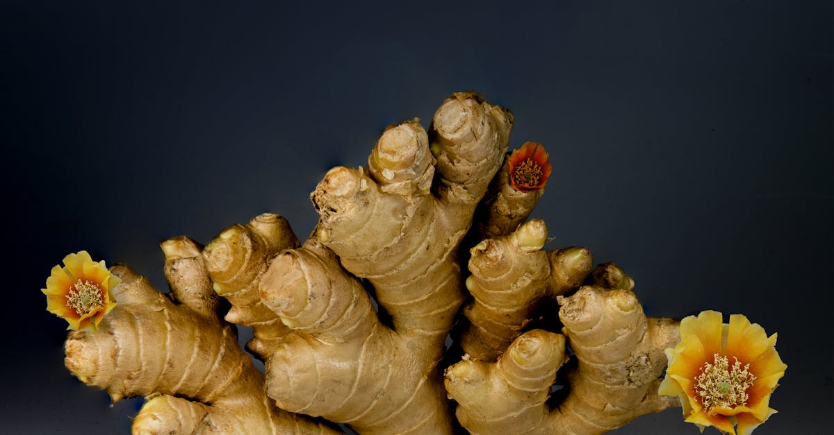 découvrez le céleri-rave, un légume-racine savoureux et polyvalent, idéal pour ajouter une touche originale à vos plats. apprenez à le cuisiner, ses bienfaits nutritionnels et des recettes délicieuses pour le mettre en valeur dans votre cuisine.
