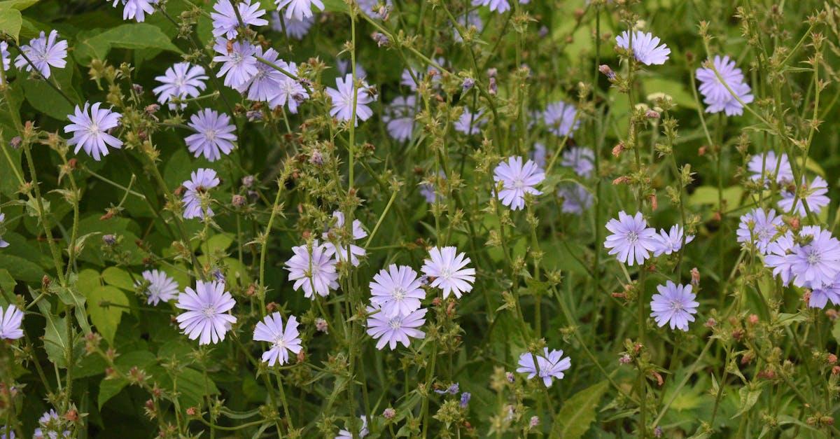 découvrez les bienfaits du chicoré, une plante aux multiples vertus, idéale pour agrémenter vos plats et booster votre santé. apprenez-en plus sur ses origines, ses variétés et ses usages en cuisine.
