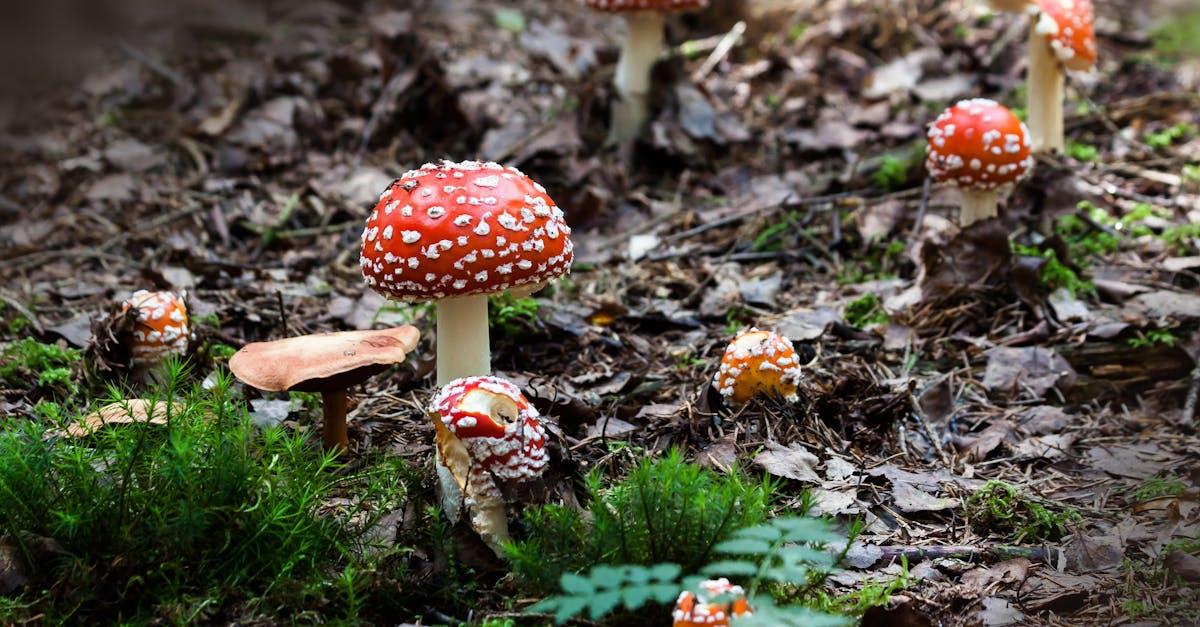 découvrez l'univers fascinant des champignons : variétés comestibles, bienfaits pour la santé et recettes délicieuses. plongez dans le monde mycologique et apprenez comment identifier, cuisiner et apprécier ces trésors de la nature.