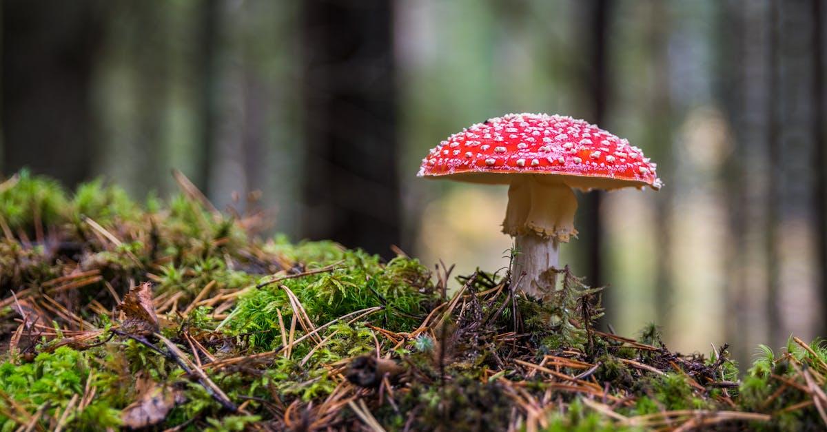 découvrez l'univers fascinant des champignons, explorez leurs variétés, bienfaits pour la santé, et recettes créatives pour les sublimer dans vos plats. plongez dans l'écologie de ces organismes fascinants et apprenez à les reconnaître en toute sécurité.