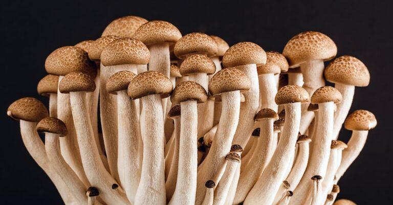 découvrez l'univers fascinant des champignons : variétés, bienfaits pour la santé, recettes délicieuses et conseils pour les identifier en pleine nature. explorez le monde des mycètes et apprenez à les apprécier pleinement.