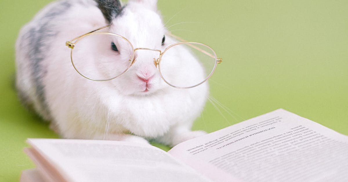 découvrez le monde fascinant du mustard rabbit, un personnage unique alliant couleur et charme. plongez dans ses aventures imaginatives et explorez des histoires captivantes qui éveilleront votre créativité !