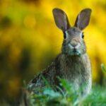 découvrez le monde fascinant du mustard rabbit, un personnage unique et coloré qui allie charme et humour. plongez dans ses aventures riches en couleurs et en enseignements, parfaites pour petits et grands. explorez son univers ludique et laissez-vous séduire par ses histoires captivantes.