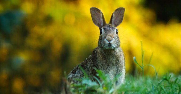 découvrez le monde fascinant du mustard rabbit, un personnage unique et coloré qui allie charme et humour. plongez dans ses aventures riches en couleurs et en enseignements, parfaites pour petits et grands. explorez son univers ludique et laissez-vous séduire par ses histoires captivantes.
