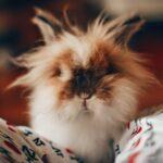 savourez un délicieux ragoût de lapin, un plat traditionnel réconfortant qui mélange tendreté de la viande, légumes frais et épices aromatiques. parfait pour un repas convivial en famille ou entre amis, découvrez cette recette savoureuse qui ravira les palais.