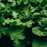 découvrez la rhubarbe, une plante aux tiges acidulées et croquantes, idéale pour vos desserts et plats. apprenez comment l'incorporer dans vos recettes favorites et profitez de ses bienfaits nutritionnels !