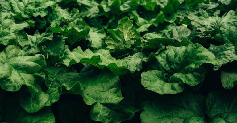 découvrez la rhubarbe, une plante aux tiges acidulées et croquantes, idéale pour vos desserts et plats. apprenez comment l'incorporer dans vos recettes favorites et profitez de ses bienfaits nutritionnels !