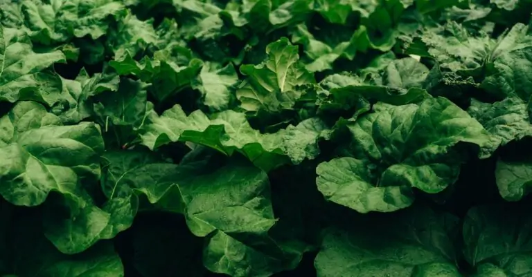 découvrez la rhubarbe, une plante aux tiges acidulées et croquantes, idéale pour vos desserts et plats. apprenez comment l'incorporer dans vos recettes favorites et profitez de ses bienfaits nutritionnels !