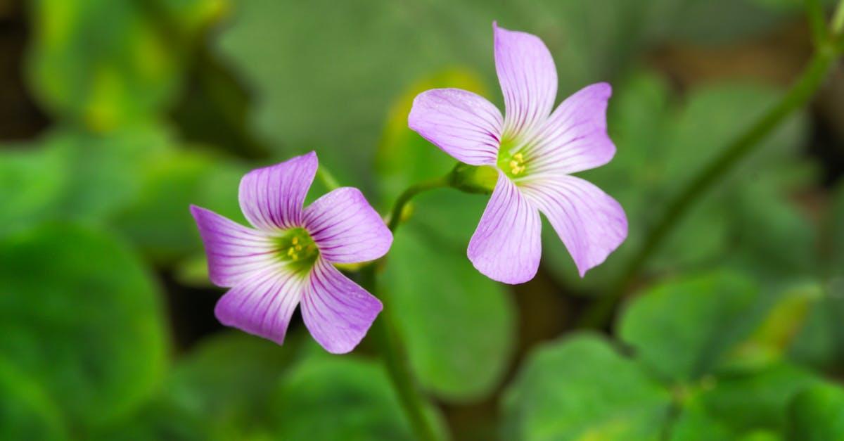 découvrez le sorrel, une plante herbacée aux feuilles acidulées, idéale pour ajouter une touche de fraîcheur à vos plats. apprenez-en plus sur ses bienfaits nutritionnels, ses usages culinaires et comment l'intégrer facilement dans votre cuisine.