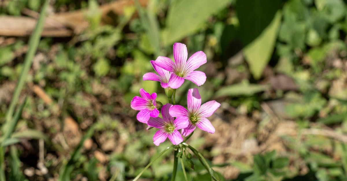 découvrez le sorrel, une plante aux feuilles acidulées et nutritives, idéale pour relever vos plats. explorez ses bienfaits culinaires et santé, ainsi que des recettes délicieuses qui mettront en valeur son goût unique.