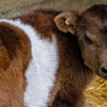 découvrez le veau, une viande tendre et délicate, idéale pour des plats raffinés et gourmands. explorez nos recettes et conseils pour savourer cette viande d'exception, riche en saveurs et pleine de qualité.