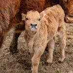 découvrez la tendresse et la saveur des côtelettes de veau, un plat élégant et savoureux qui ravira vos papilles. que ce soit pour un dîner en famille ou une occasion spéciale, ces côtelettes sont faciles à préparer et promettent une expérience culinaire inoubliable.