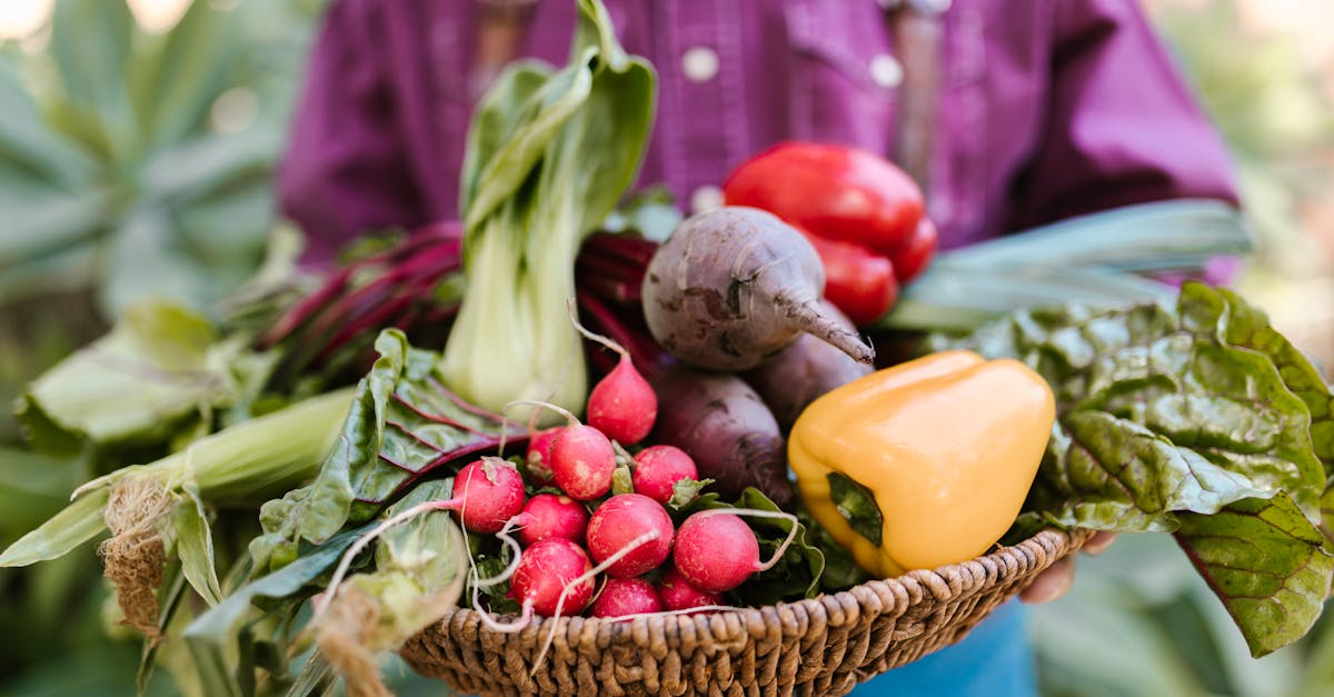 découvrez les betteraves, ce légume-racine riche en nutriments et en bienfaits pour la santé. explorez ses variétés, ses recettes savoureuses et son rôle essentiel dans une alimentation équilibrée.