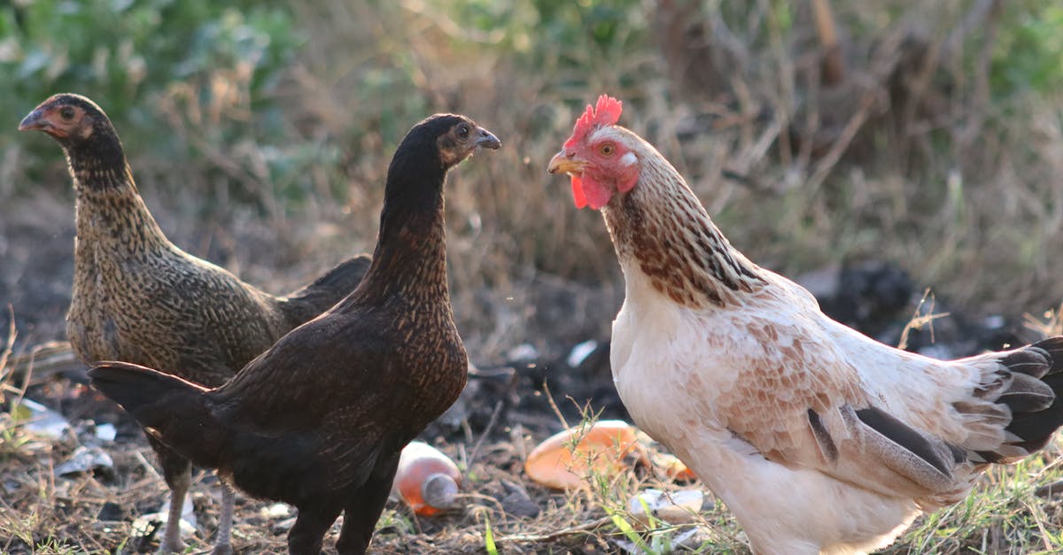 découvrez nos délicieuses recettes de cuisses de poulet, idéales pour un repas savoureux. que vous les rôtissiez, les mariniez ou les cuisiniez à la mijoteuse, les cuisses de poulet sont une option juteuse et plein de saveurs qui ravira vos invités.