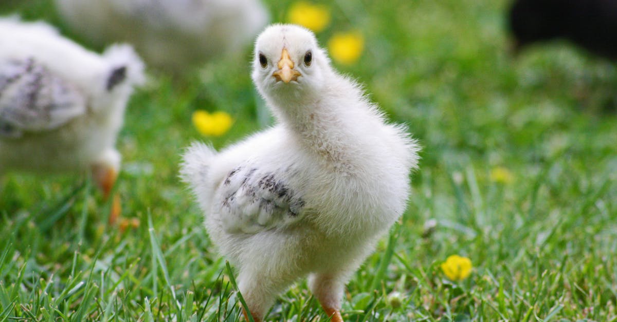 découvrez notre délicieuse recette de cuisses de poulet, juteuses et savoureuses, idéales pour vos repas en famille ou entre amis. faciles à préparer, elles se marient parfaitement avec une variété de légumes et d'épices.