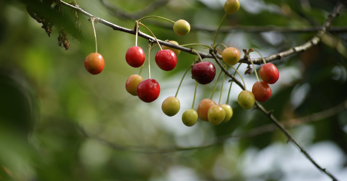 découvrez les fruits et légumes de saison en juin : des saveurs fraîches et colorées pour vos repas d'été. profitez des délices de la nature et adoptez une alimentation saine et gourmande!