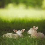 découvrez le monde fascinant des agneaux : des informations sur leur élevage, leurs caractéristiques, ainsi que des recettes délicieuses à base d'agneau. apprenez à cuisiner ce mets savoureux et à apprécier toutes ses subtilités.