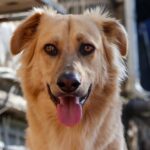 découvrez les délices de la langue de porc, un ingrédient savoureux et tendre qui saura rehausser vos plats. apprenez les meilleures recettes et conseils pour la préparer et l'apprécier pleinement.