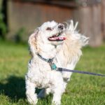 découvrez notre délicieuse recette de bolognaise, un plat traditionnel italien savoureux et réconfortant. apprenez comment préparer une sauce riche en viande, tomates et épices, parfaite pour accompagner vos pâtes préférées. idéal pour un repas en famille ou entre amis!