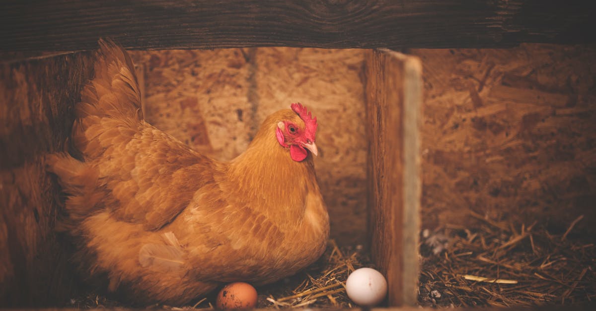 découvrez des recettes délicieuses à base de poulet, des conseils de cuisson aux astuces pour assaisonner ce versatile ingrédient. que vous soyez amateur de cuisine ou chef en herbe, le poulet saura satisfaire toutes vos envies gastronomiques.