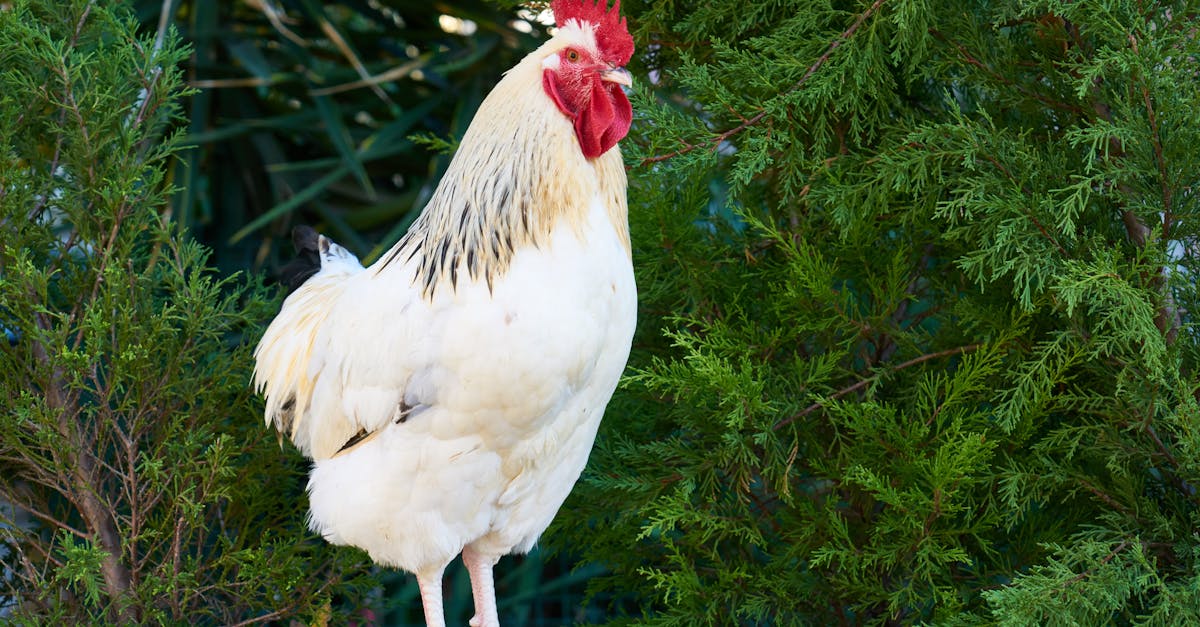découvrez une sélection savoureuse de recettes de poulet, allant des plats classiques aux créations innovantes. que vous soyez à la recherche d'une recette simple pour le dîner ou d'une préparation spéciale pour une occasion, notre guide vous propose des idées délicieuses pour régaler vos proches.