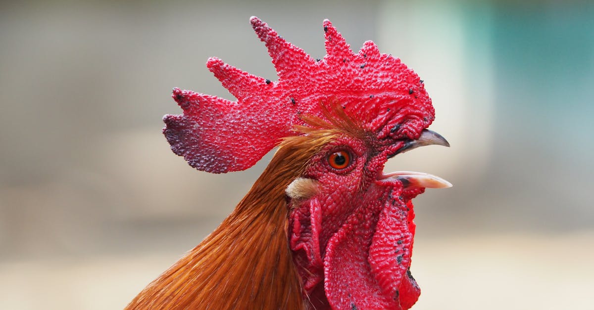découvrez tout sur le poulet : recettes savoureuses, conseils de cuisson et bienfaits nutritionnels. apprenez à préparer ce plat polyvalent qui ravira vos papilles !