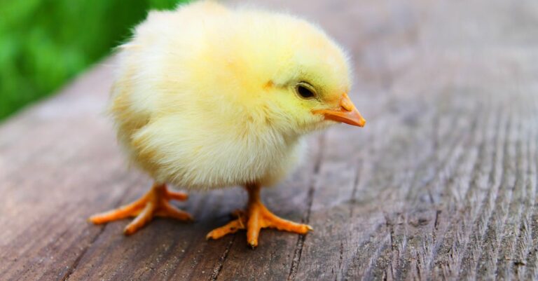 découvrez des recettes savoureuses et variées à base de poulet, idéales pour tous vos repas. des plats classiques aux innovations culinaires, le poulet devient l'ingrédient vedette de vos tables.